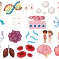 The Evolution of Fat Freezing: From Laboratory Innovation to UK High Street Clinics