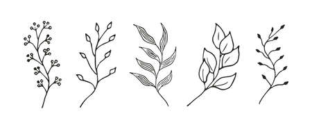 Phytochemical Properties and Mechanisms of Action