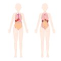 Exploring UK-Based Clinics for Post-Pregnancy Body Treatments: What to Expect